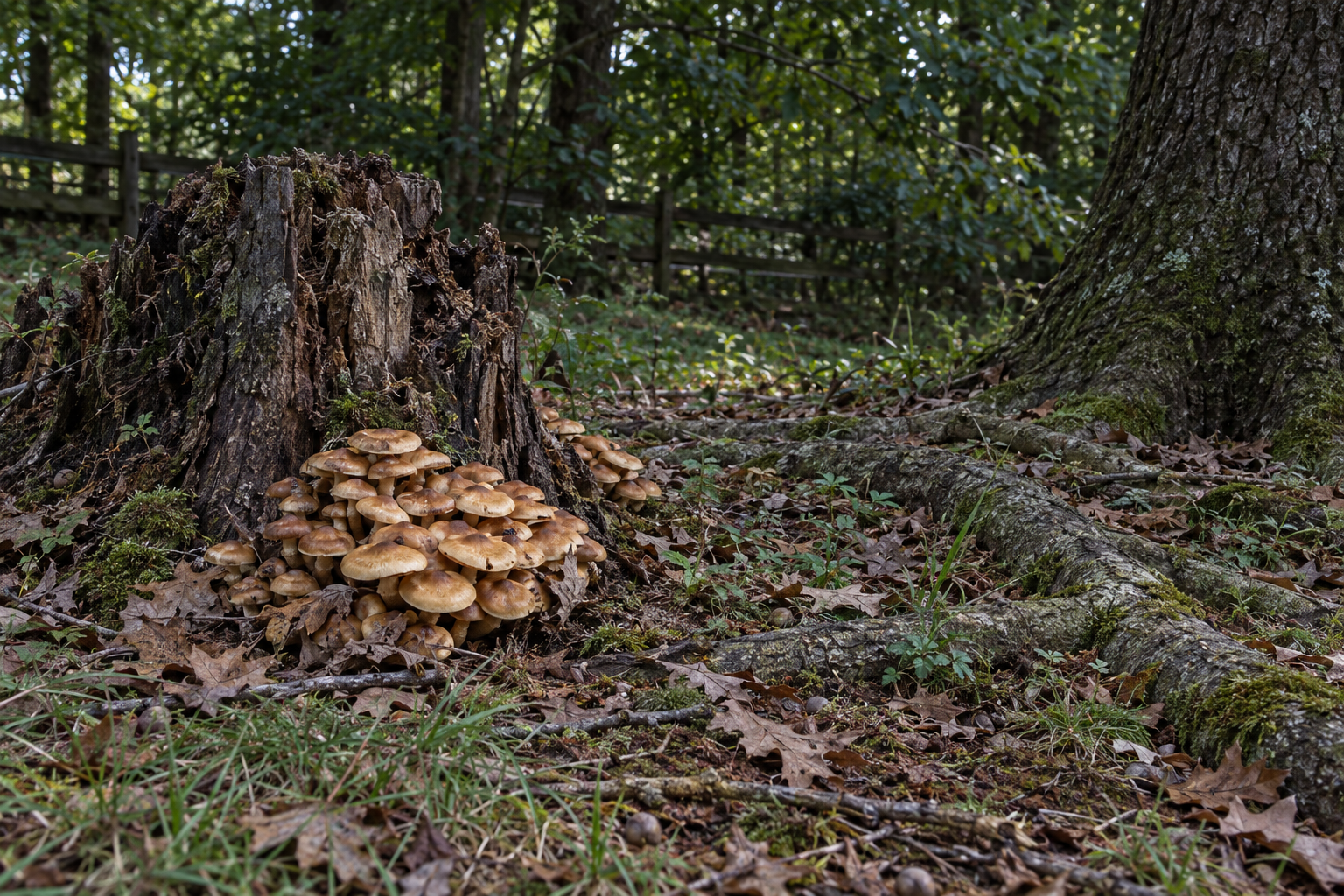 honey fungus at the base of a rotting stump beside the roots of a living oak